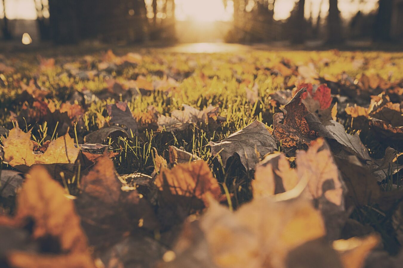gratisography-60H-free-stock-photo